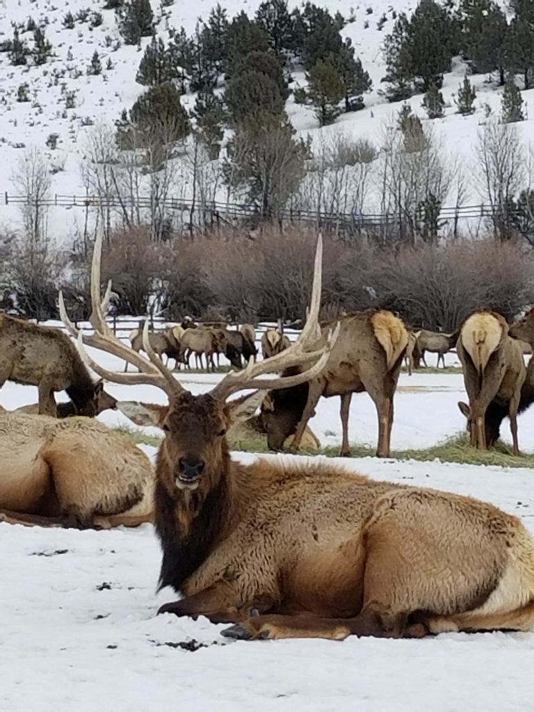 Youth Group - February 2019 - Elk Ride