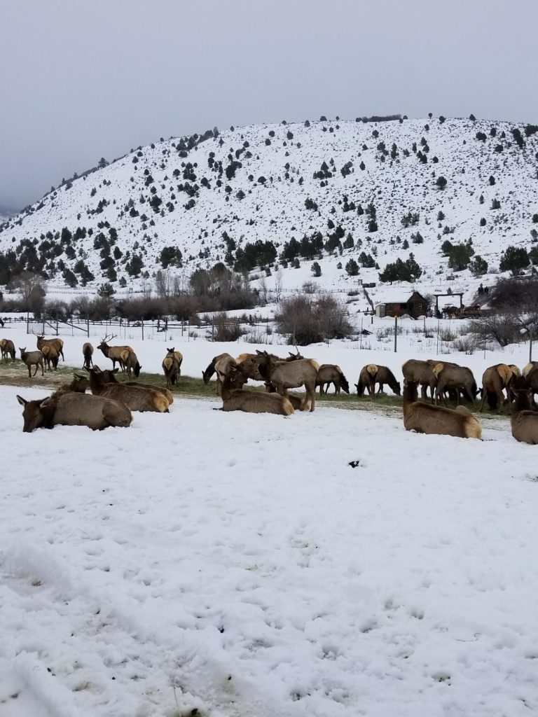 Youth Group - February 2019 - Elk Ride